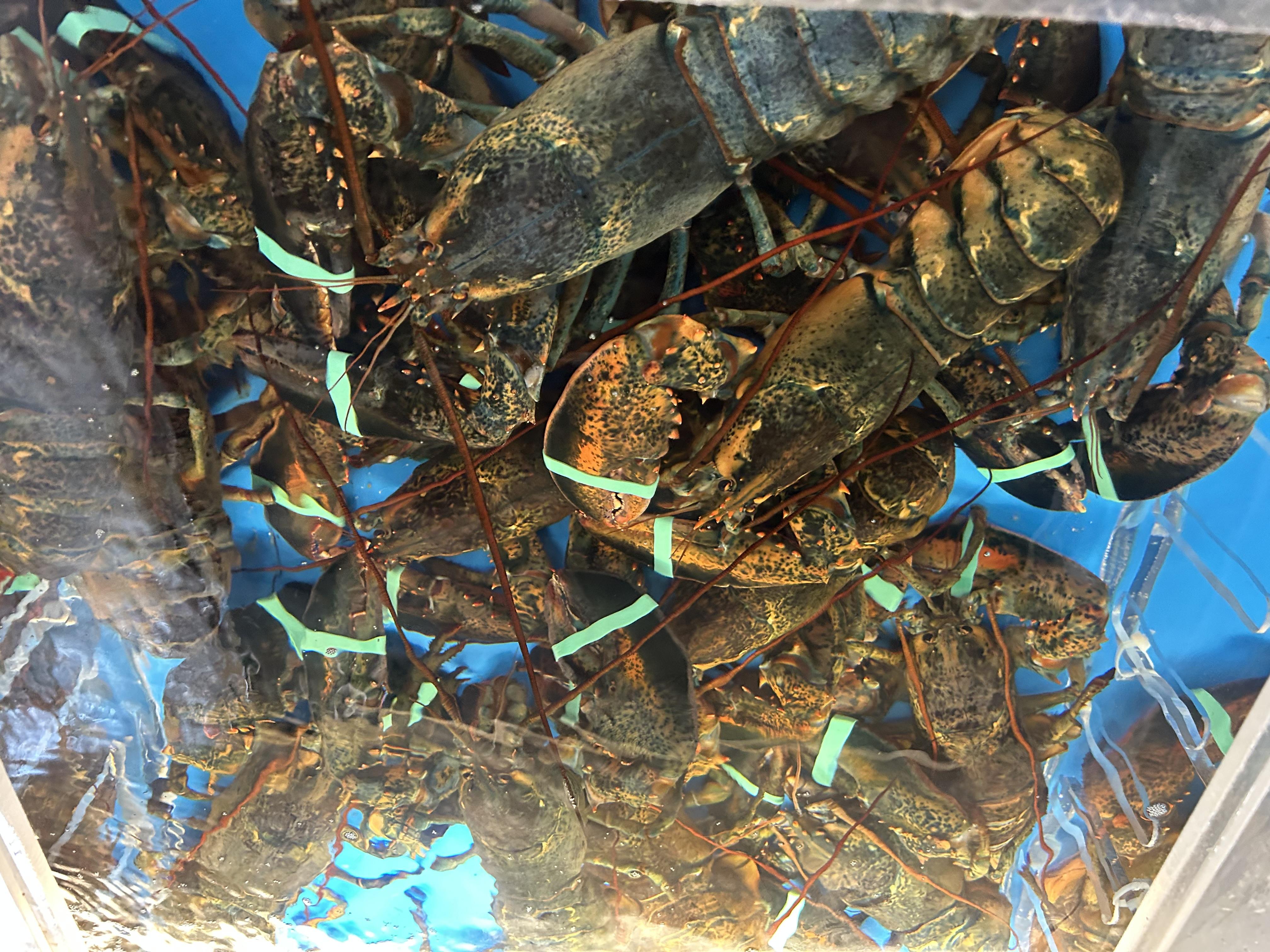 Fresh caught lobsters straight out of our traps right here in Wellfleet Ma. Fresh caught lobsters straight out of our traps right here in Wellfleet Ma.