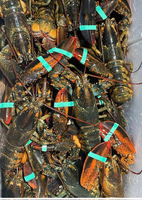 Fresh Lobsters Fresh Lobsters
